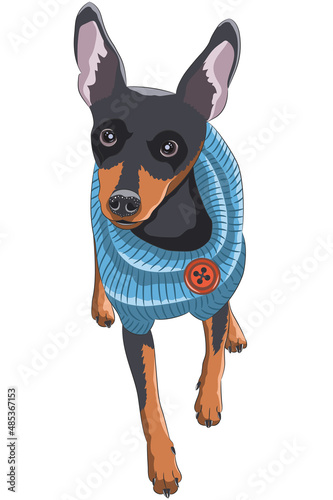 Dog breed English toy terrier in a blue sweater.