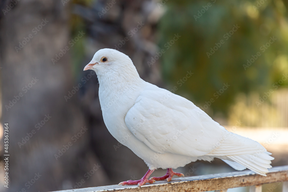 White pigeon in summer against a background of green trees