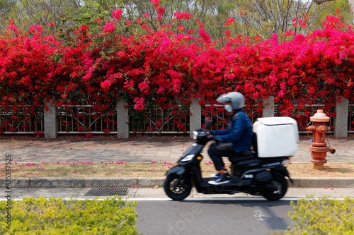 A courier riding a scooter on the street by a park, with amazing fiery Bougainvillea trees blooming in the summer and covering the fence on the sidewalk, in Xitun District, Taichung City, Taiwan photo