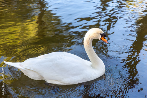 A white swan swims in a pond with blue water