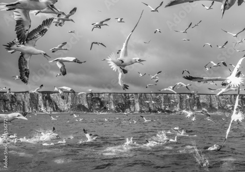 Gannets 