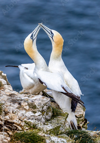 Gannet Courtship