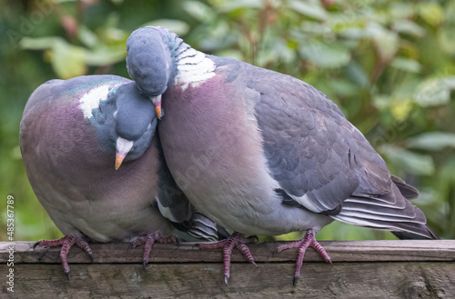Wood Pigeon Cuddle
