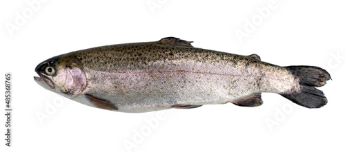 Fresh river trout isolated on white background.
