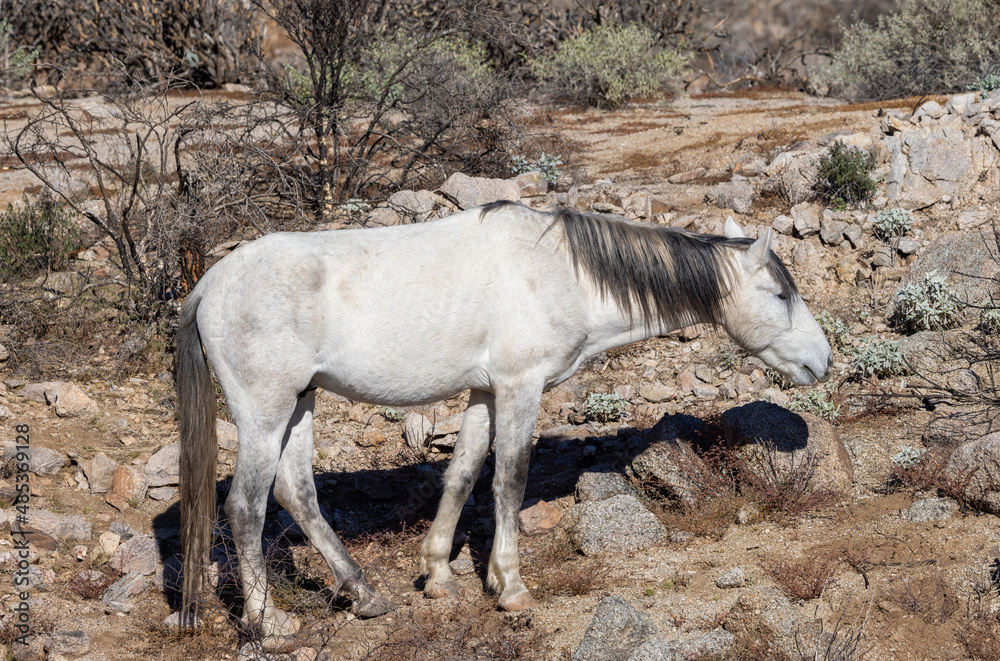 Naklejka premium Wild Horse Near the Salt River in the Arizona Desert