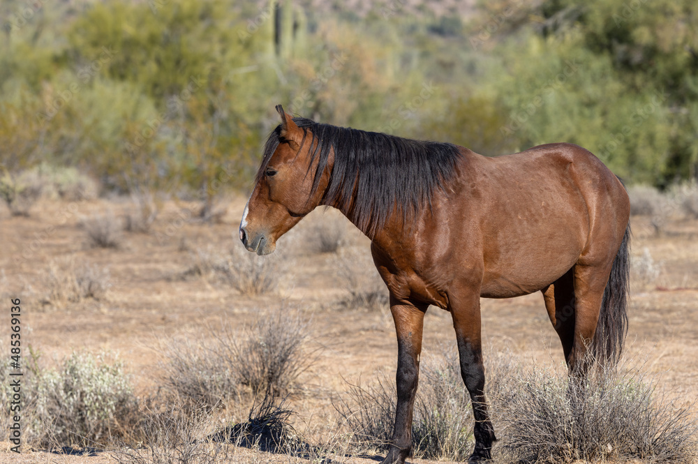 Wild Horse Near the Salt River in the Arizona Desert Wild Horse Near the Salt River in the Arizona Desert