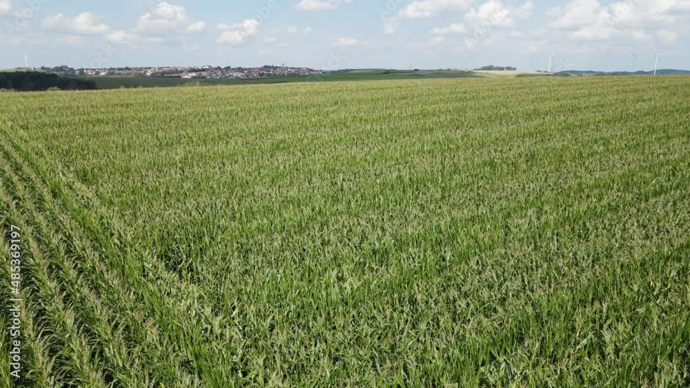 Drone flight over green ripe corn field in summer Drone flight over green ripe corn field in summer