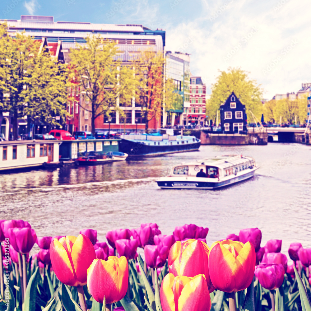 The charming landscape of tulips on the background of boats and houses on the canal in Amsterdam, Netherlands