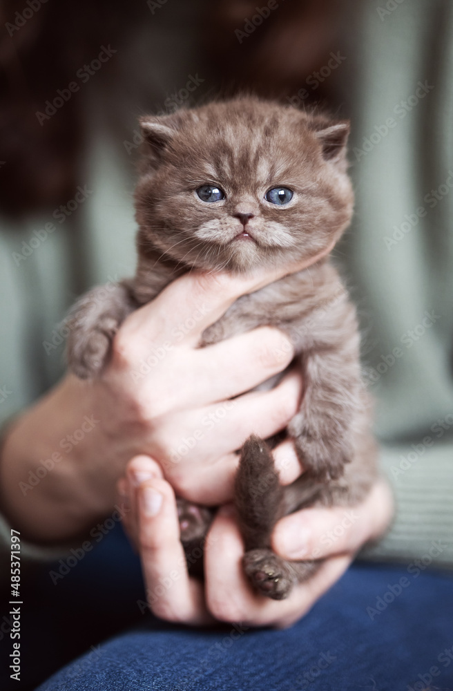 Edel und niedlich - Britisch Kurzhaar Kitten Katzen 