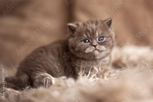 Edel und niedlich - Britisch Kurzhaar Kitten Katzen 