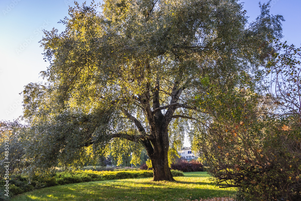 Old silver poplar tree in Warsaw, Poland