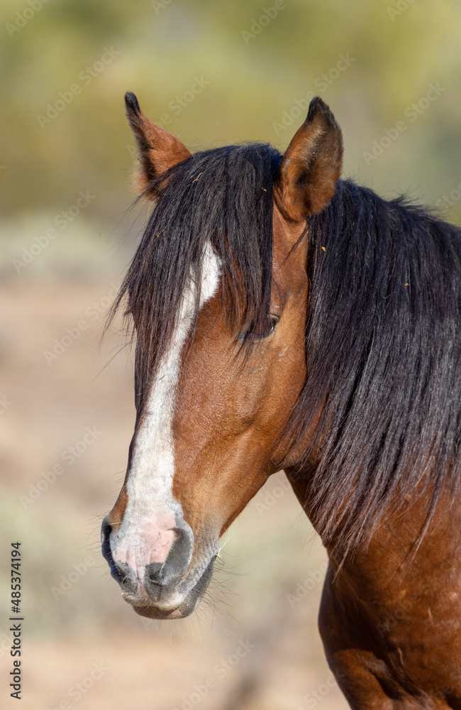 Wild Horse Near the Salt River in the Arizona Desert Wild Horse Near the Salt River in the Arizona Desert