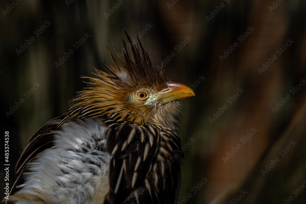 Fototapeta premium portrait of a cute little bird