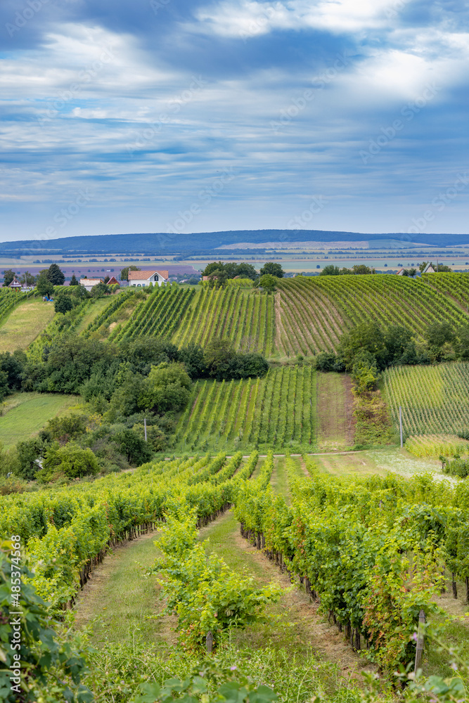 Summer vineyard nearby Strekov, Southern Slovakia