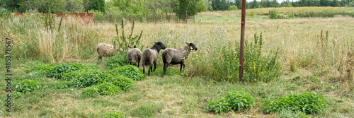 Several sheep in the yard of a private farm. Summer. © Vitaly_MOKK