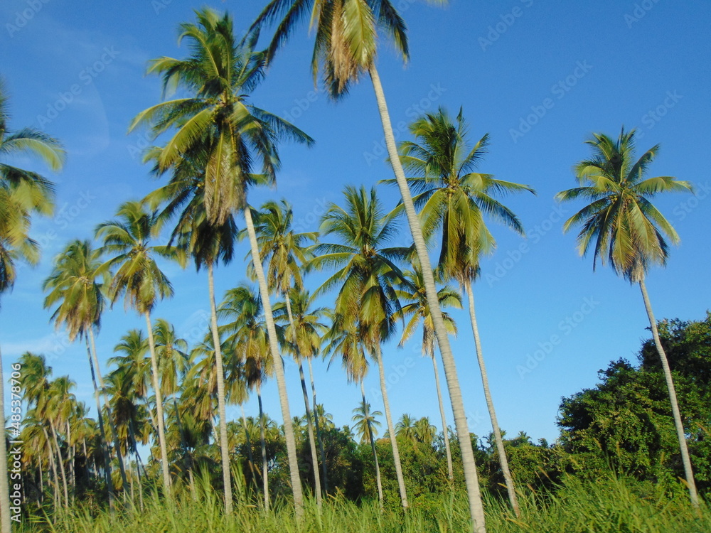 palm trees on the beach