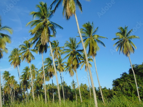 palm trees on the beach