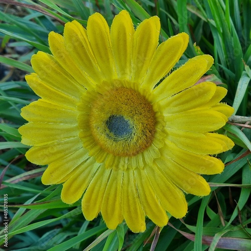 yellow flower in the garden