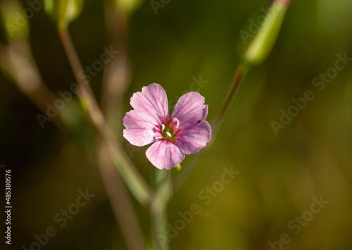 Vaccaria hispanica pink flower