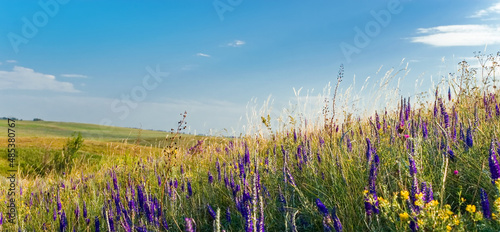 Panorama wildflowers and herbs in the steppe close up. Meadow and blue sky with clouds, selective focus.