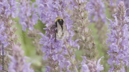 bumblebee on lavender close-up insect collecting pollen 