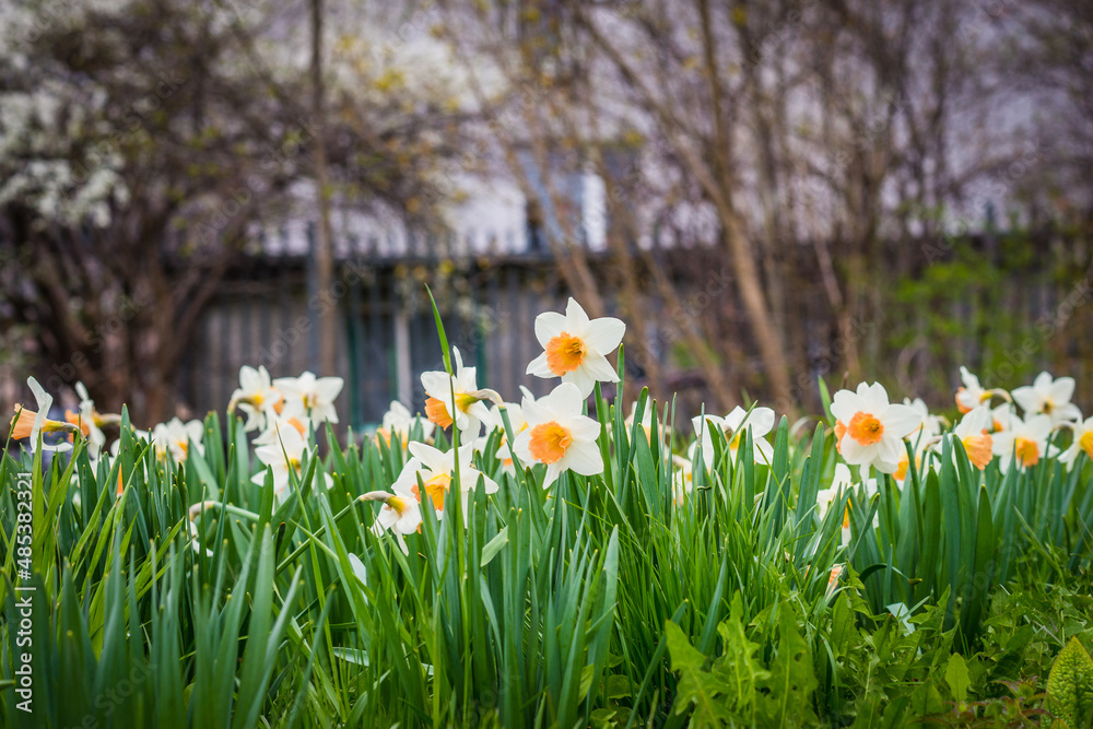 Fototapeta premium Narcyz kwiaty wiosną, narcyzy pora roku