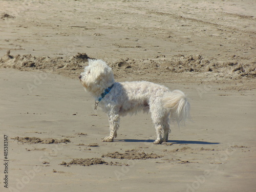 dog on the beach © Gabriela