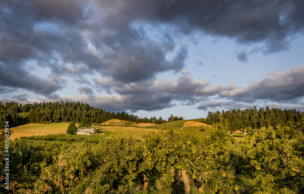 Heavy clouds rise above the pear orchards near Portland