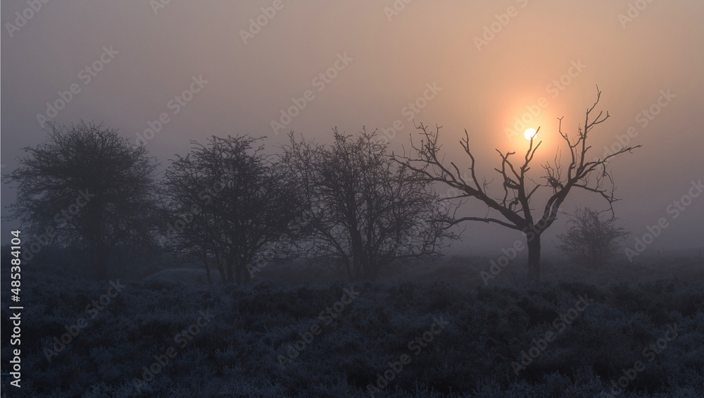 sunrise behind trees on Roydon Common, Norfolk, UK sunrise behind trees on Roydon Common, Norfolk, UK