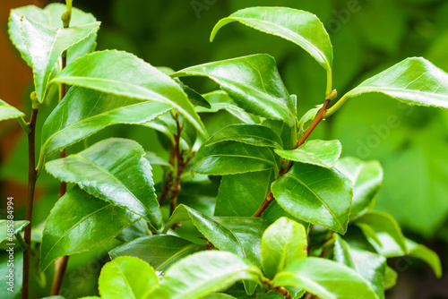 Camelia tree plant leaves growing outdoors.