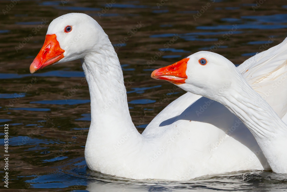 White-feathered geese in a lake. Acuatic birds. Bird with white feathers and orange beak White-feathered geese in a lake. Acuatic birds. Bird with white feathers and orange beak