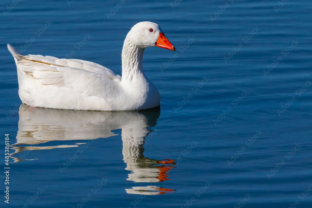 White-feathered geese in a lake. Acuatic birds. Bird with white feathers and orange beak