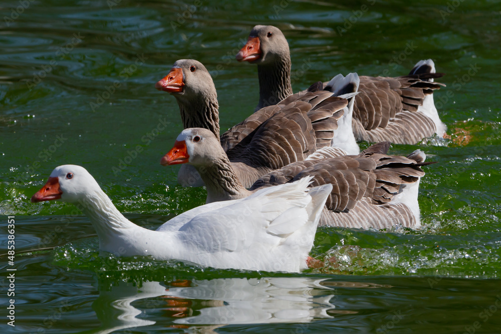 Obraz premium Brown-feathered geese in a lake. Acuatic birds. Bird with brown feathers and orange beak