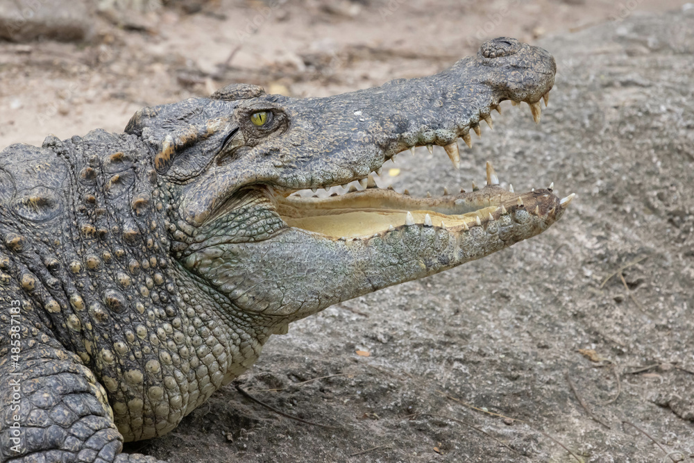 Close up of Siamese Crocodile open mount and eye open Close up of Siamese Crocodile open mount and eye open