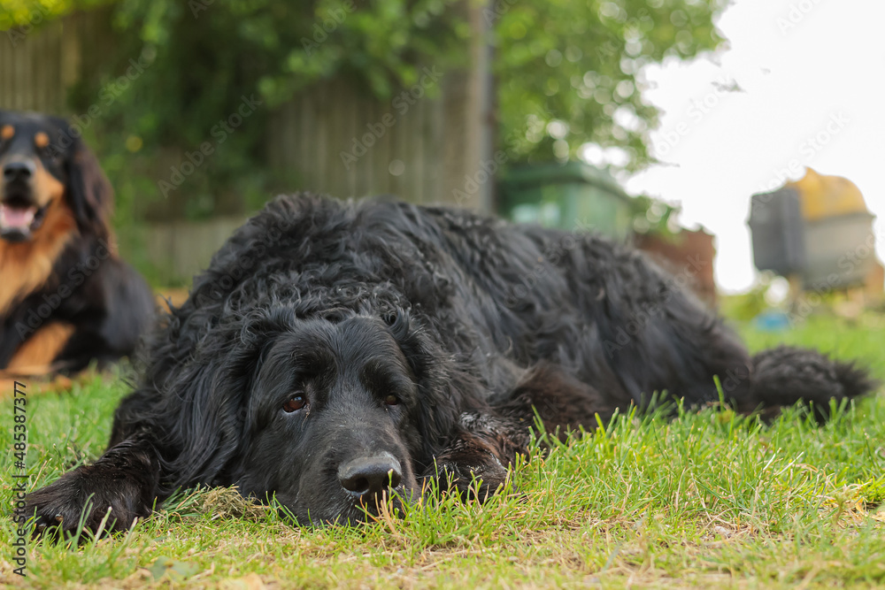 black Hovie, dog hovawart resting in the grass in the afternoon in the shade of a tree black Hovie, dog hovawart resting in the grass in the afternoon in the shade of a tree