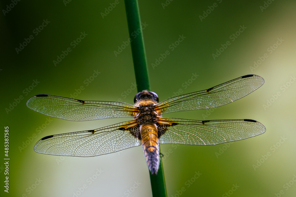 Libelle Libelle
