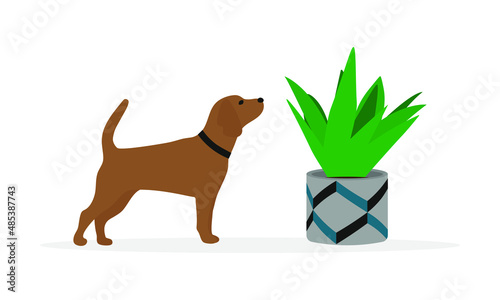 Dog with a collar sniffs a plant in a pot on a white background