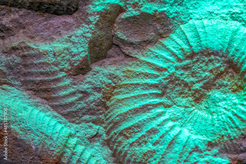 Ammonite is a fossilization of a squid enclosure, photographed here with macro lens in studio photo