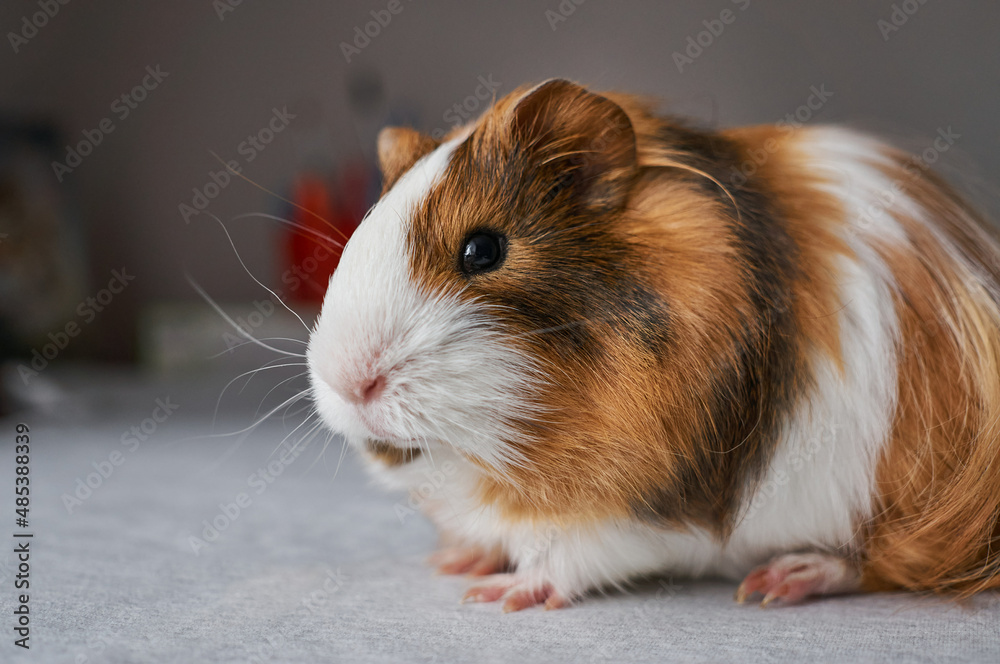 Fototapeta premium Portrait of red and white Guinea pig