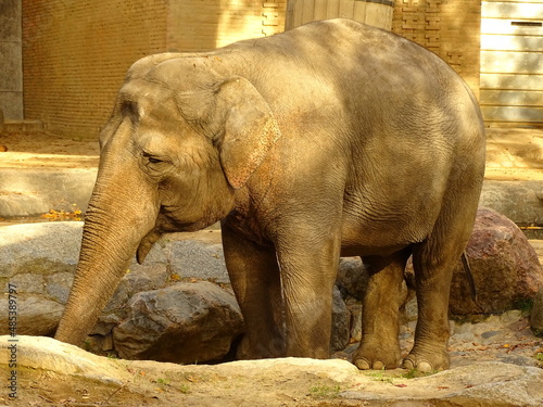 Sad elephant in zoo!