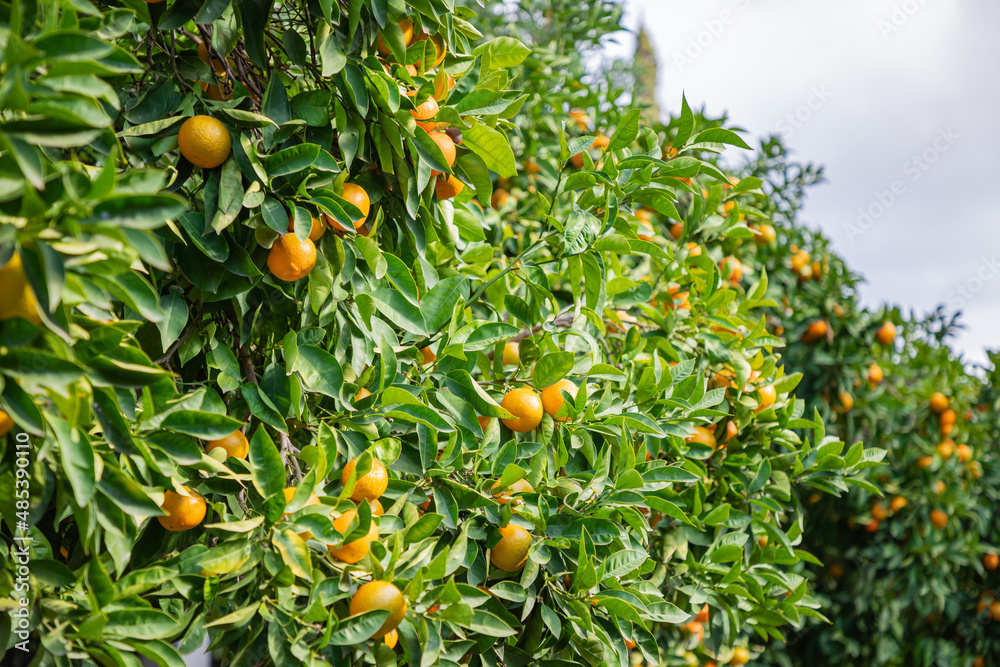 Tangerine trees in the Athens National Garden in the city centre.