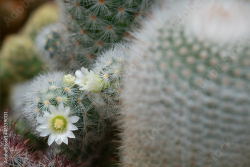 selective focus on white flower of Mammillaria cactus, for content background use