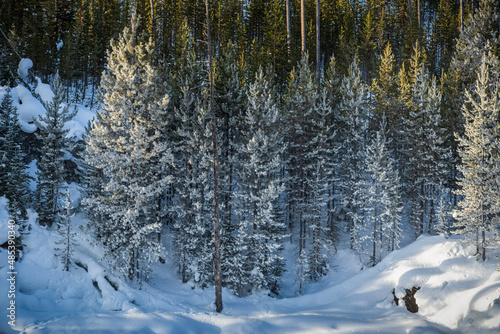 Winter Scenery in Yellowstone National Park.
