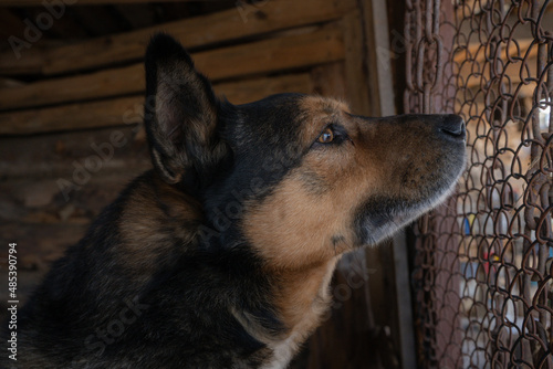 sad shepherd dog sits in his aviary sad for the owner guards the house pet animals