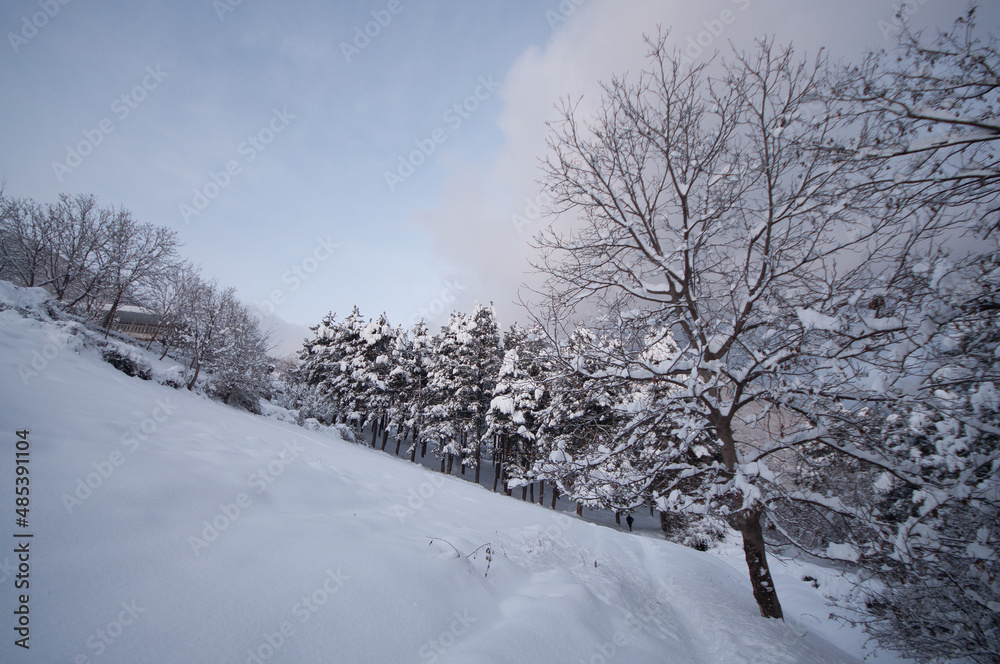 Winter trees in mountains covered with fresh snow. Beautiful landscape with branches of trees covered in snow. Mountain road in Caucasus. Azerbaijan