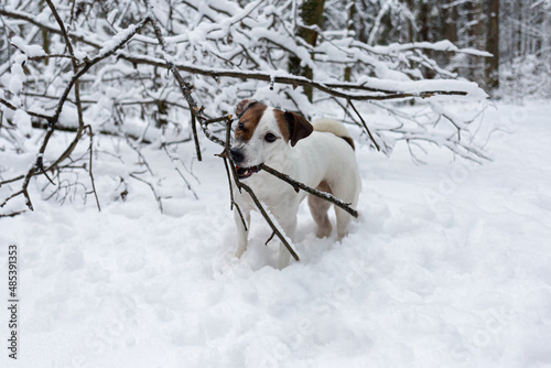 Jack Russell terrier. A thoroughbred dog in the winter forest. Pets. Animal themes