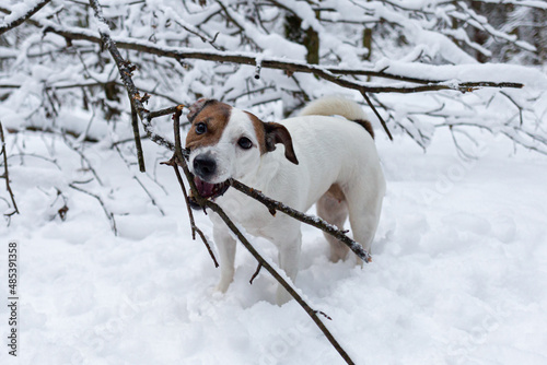 Jack Russell terrier. A thoroughbred dog in the winter forest. Pets. Animal themes