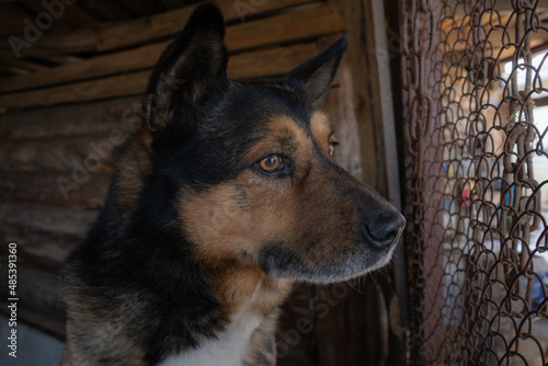 sad shepherd dog sits in his aviary sad for the owner guards the house pet animals