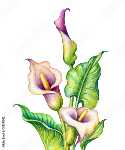 watercolor botanical illustration, pink calla lillies, cala lily flowers, tropical clip art isolated on white background