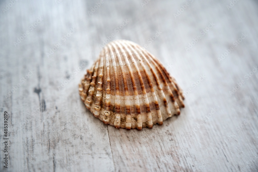 Close-up of yellow-orange seashell